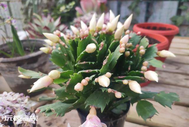 仙人掌嫁接蟹爪兰几月份最好(把握好嫁接蟹爪兰的最佳时间)-图片3